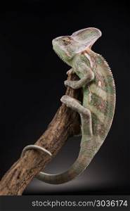 Animal, Chameleon lizard . Green chameleon,lizard