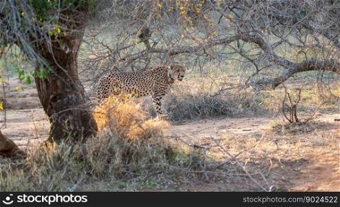animal cheetah mammal species