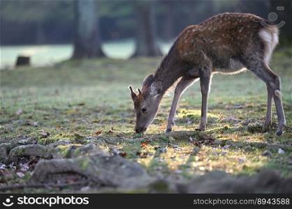 animal deer mammal species fauna