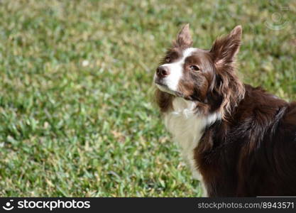 animal dog border collie canine