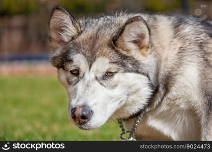 animal dog pet alaskan malamute