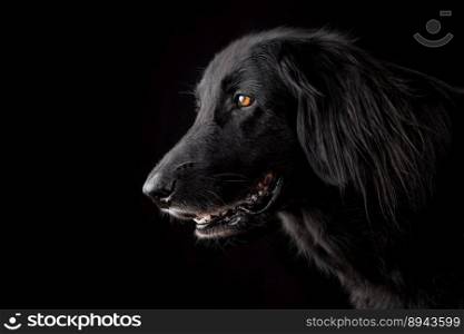 animal dog pet canine breed