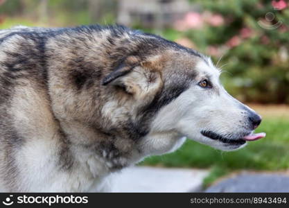 animal dog pet malamute husky