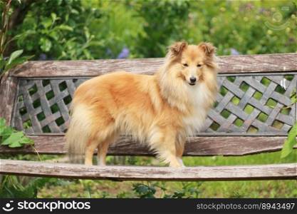 animal dog pet mammal canine