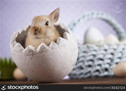 Animal easter, Baby bunny, egg . Rabbits with Easter on wooden background