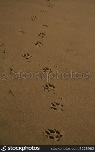 Animal Footprints In Wet Sand