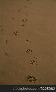 Animal Footprints In Wet Sand