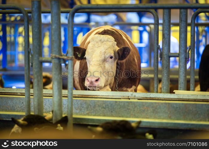 Animal for the Feast of Sacrifice. (Kurban Bayrami, aid al adha) sacrifice holiday. Turkey.