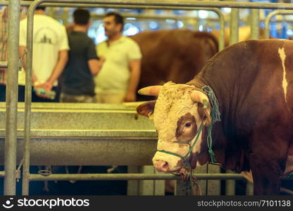 Animal for the Feast of Sacrifice. (Kurban Bayrami, aid al adha) sacrifice holiday. Turkey.