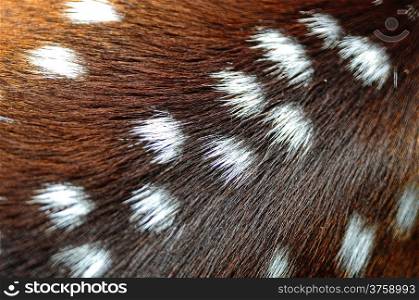 Animal fur, Spotted deer (Cervus axis), background texture skin