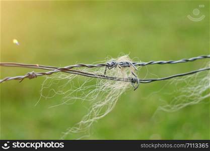 animal hair in the barbed wire fence in the meadow