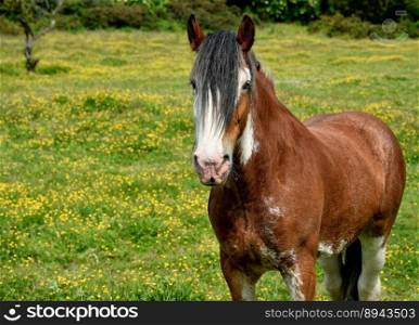 animal horse mammal equine meadow