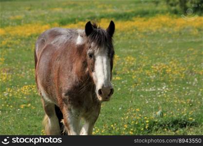 animal horse mammal species fauna