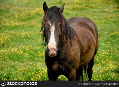 animal horse meadow equine mammal