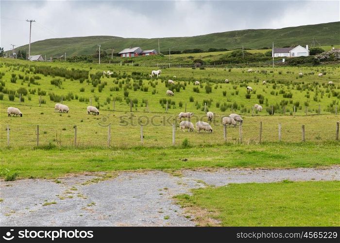 animal husbandry, farming, nature and agriculture concept - sheep grazing on field of connemara in ireland