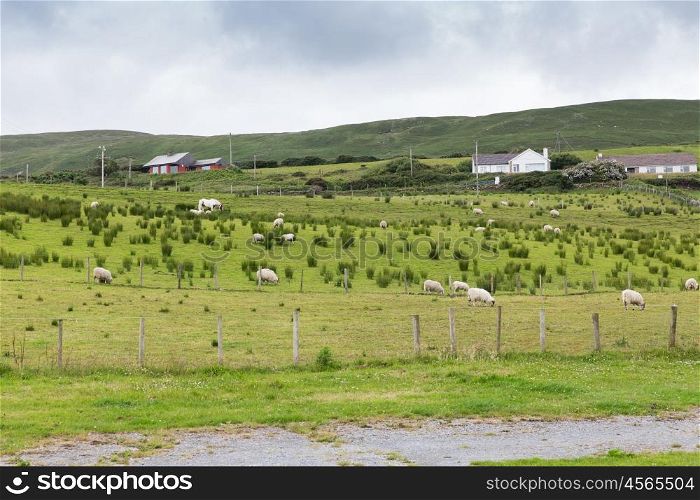animal husbandry, farming, nature and agriculture concept - sheep grazing on field of connemara in ireland