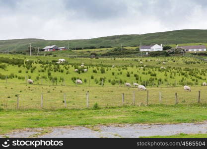 animal husbandry, farming, nature and agriculture concept - sheep grazing on field of connemara in ireland