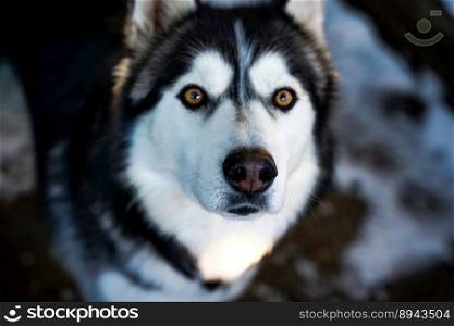 animal husky dog eyes love snow