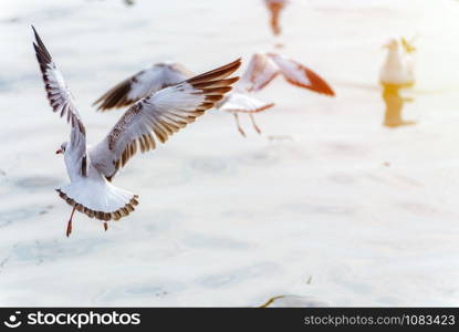 Animal in beautiful nature for background, Close up seagull bird flutter their wings flying on the water surface of the sea colorful sunlight at sunset, Bangpu Recreation Center, Samut Prakan Thailand. Seagull flutter their wings on the water surface