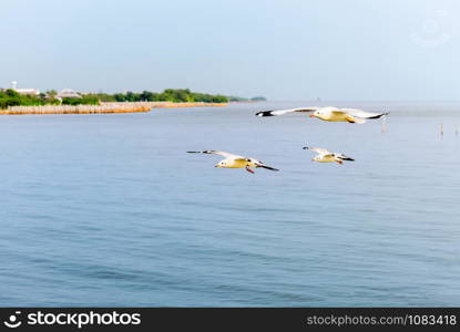 Animal in beautiful nature landscape for background, Close up side view three seagull family bird flying happily on the blue sea in sunset, Bangpu Recreation Center attraction of Samut Prakan Thailand. Closeup three seagull flying on the sea