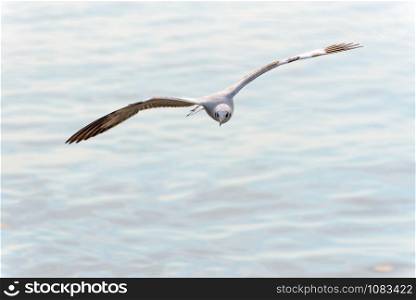 Animal in beautiful nature landscape for background, Closeup front seagull one bird flying happily in the sky on the sea at Bangpu Recreation Center famous tourist attraction of Samut Prakan, Thailand. Closeup front seagull flying happily in the sky