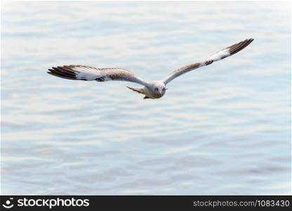 Animal in beautiful nature landscape for background, Closeup front seagull one bird flying happily in the sky on the sea at Bangpu Recreation Center famous tourist attraction of Samut Prakan, Thailand. Closeup front seagull flying happily in the sky