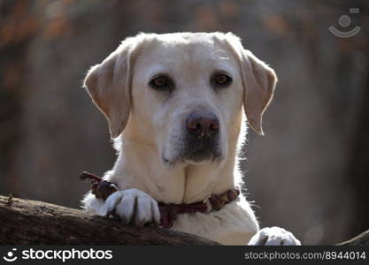 animal labrador dog canine pet