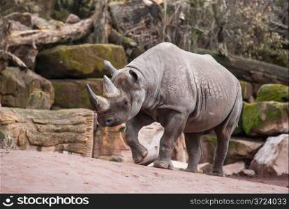 Animal life in Africa: Black rhinoceros. diceros bicornis