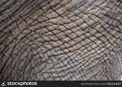 animal mammal elephant pachyderm