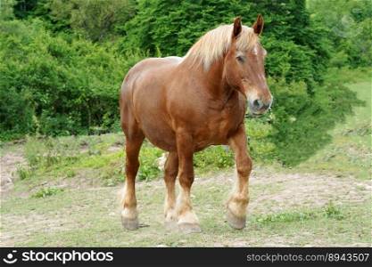 animal mammal horse comtois mare