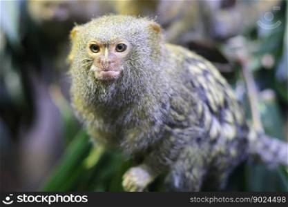 animal mammal monkey rain forest