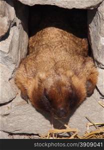 animal marmot