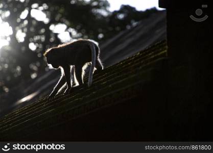 Animal monkey climbs in the backlight on roof of shingle in Bali