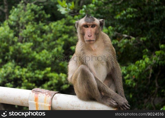 animal monkey mammal wildlife
