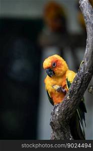 animal natural blue throated parrot