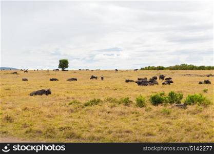 animal, nature and wildlife concept - buffalo bulls grazing in maasai mara national reserve savannah at africa. buffalo bulls grazing in savannah at africa