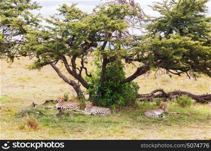 animal, nature and wildlife concept - cheetahs lying under tree in maasai mara national reserve savannah at africa. cheetahs lying under tree in savannah at africa