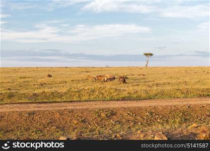 animal, nature and wildlife concept - clan of hyenas eating carrion or prey in maasai mara national reserve savannah at africa. clan of hyenas in savannah at africa