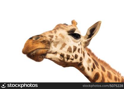 animal, nature and wildlife concept - close up of giraffe head isolated on white background. close up of giraffe head on white