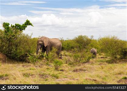 animal, nature and wildlife concept - elephant with baby or calf walking in maasai mara national reserve savannah at africa. elephant with baby or calf in savannah at africa