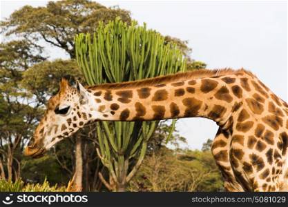 animal, nature and wildlife concept - giraffe at national reserve in africa. giraffe at national reserve in africa