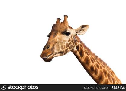 animal, nature and wildlife concept - giraffe head. close up of giraffe head