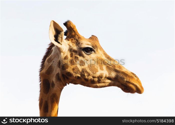 animal, nature and wildlife concept - giraffe in africa. giraffe in africa