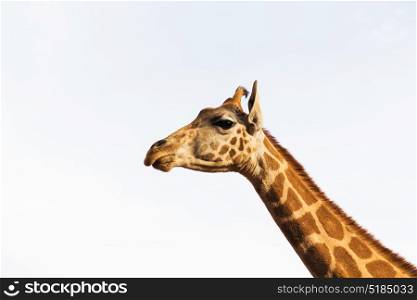 animal, nature and wildlife concept - giraffe in africa. giraffe in africa