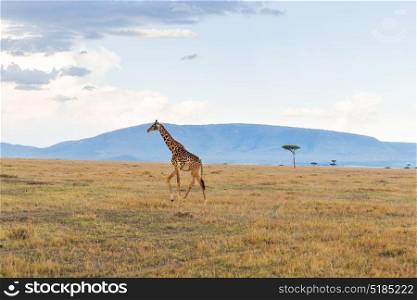 animal, nature and wildlife concept - giraffe in maasai mara national reserve savannah at africa. giraffe in savannah at africa