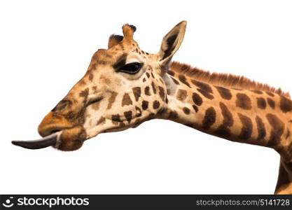 animal, nature and wildlife concept - giraffe showing tongue. giraffe showing tongue