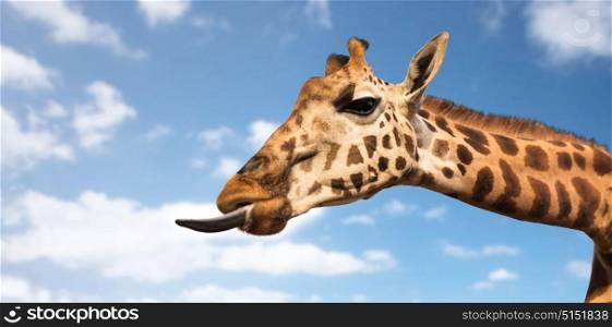 animal, nature and wildlife concept - giraffe showing tongue. giraffe showing tongue