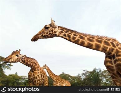 animal, nature and wildlife concept - giraffes at national reserve or park in africa. giraffes at national reserve or park in africa