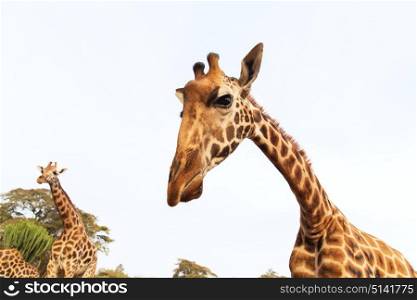 animal, nature and wildlife concept - giraffes in africa. giraffes in africa