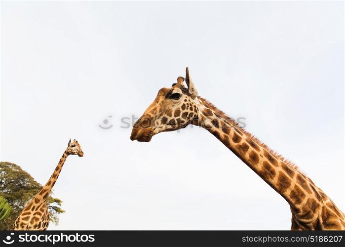animal, nature and wildlife concept - giraffes in africa. giraffes in africa